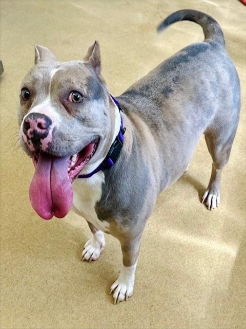 HONEY - American Pit Bull Terrier available for adoption