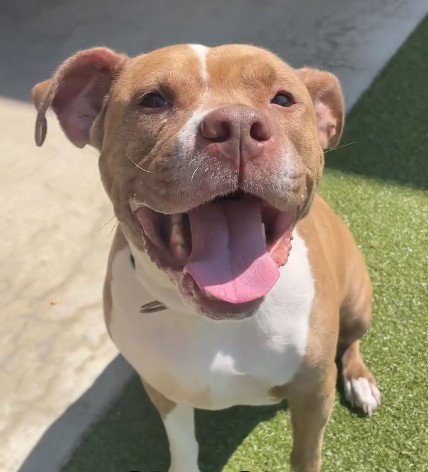*CHU CHU - American Pit Bull Terrier available for adoption