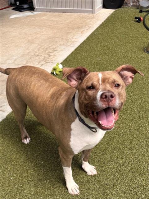 *CHU CHU - American Pit Bull Terrier available for adoption