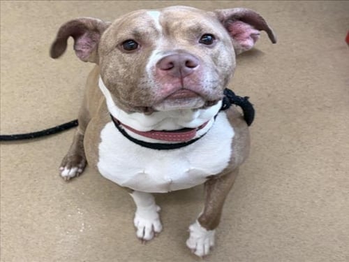 *CHU CHU - American Pit Bull Terrier available for adoption