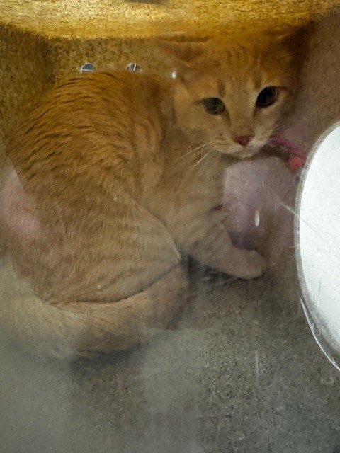 *ARAMIS - Domestic Short Hair available for adoption