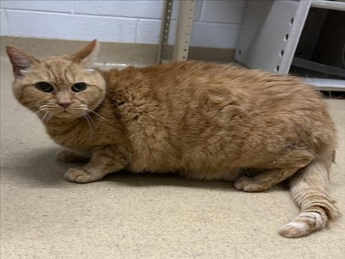 SQUASH - Domestic Short Hair available for adoption