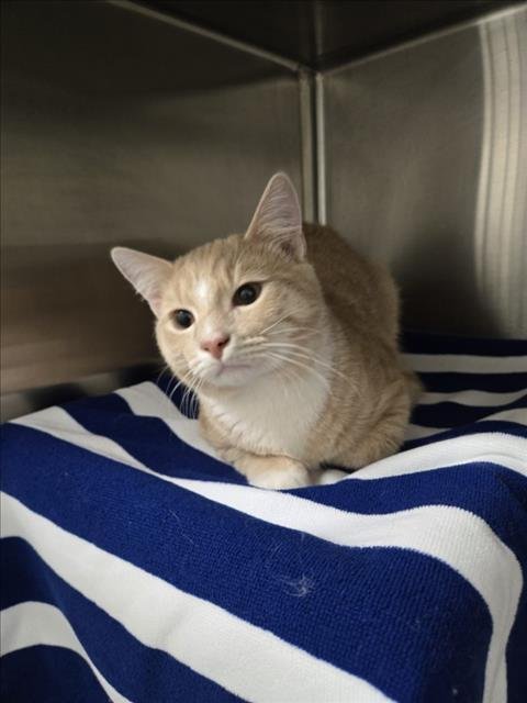 *PIRATE'S BOOTY - Domestic Short Hair available for adoption