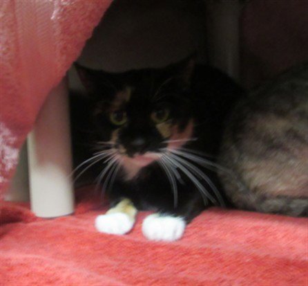 ASHLEY - Domestic Short Hair available for adoption
