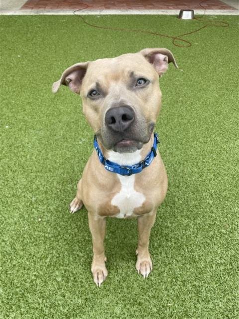 DEENO - American Staffordshire Terrier available for adoption