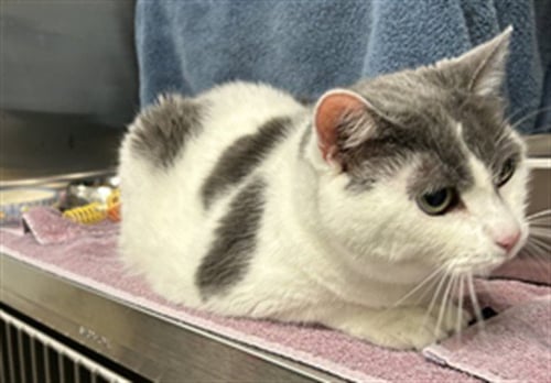 OLLIE - Domestic Short Hair for adoption in Rockville