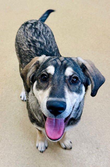 *ROY - German Shepherd Dog / Siberian Husky available for adoption