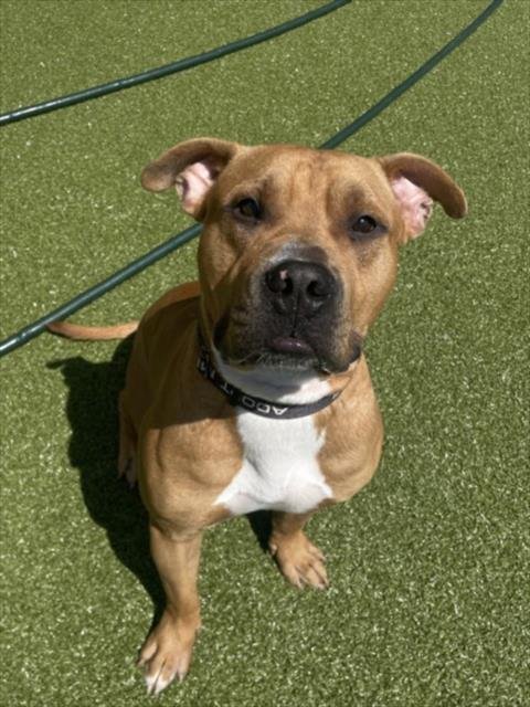 *BRIGGS - American Pit Bull Terrier available for adoption