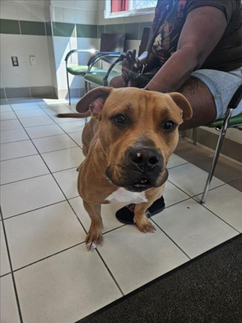 *BRIGGS - American Pit Bull Terrier available for adoption