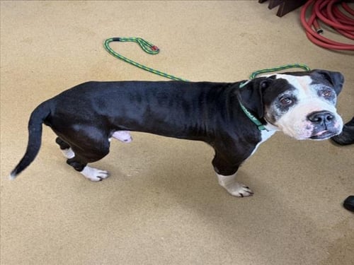 BOLO - American Staffordshire Terrier available for adoption