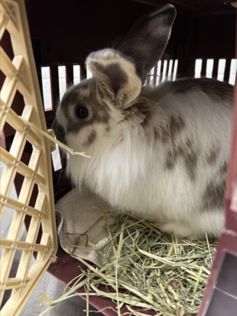 DUCHESS - Shorthaired Rabbit available for adoption