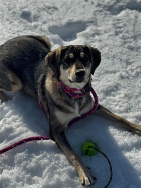 *ROY - Chesapeake Bay Retriever / Beagle available for adoption