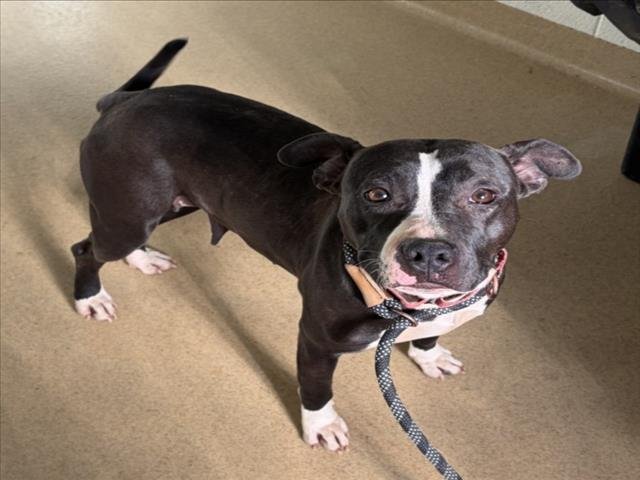 MISS DAISY - American Pit Bull Terrier available for adoption