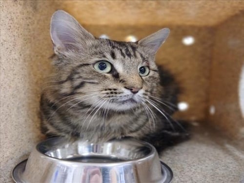 *CHURRO - Domestic Long Hair available for adoption