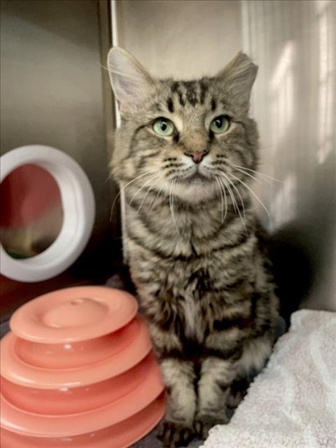 *CHURRO - Domestic Long Hair available for adoption