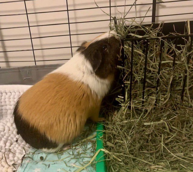*CIROC - Guinea Pig available for adoption