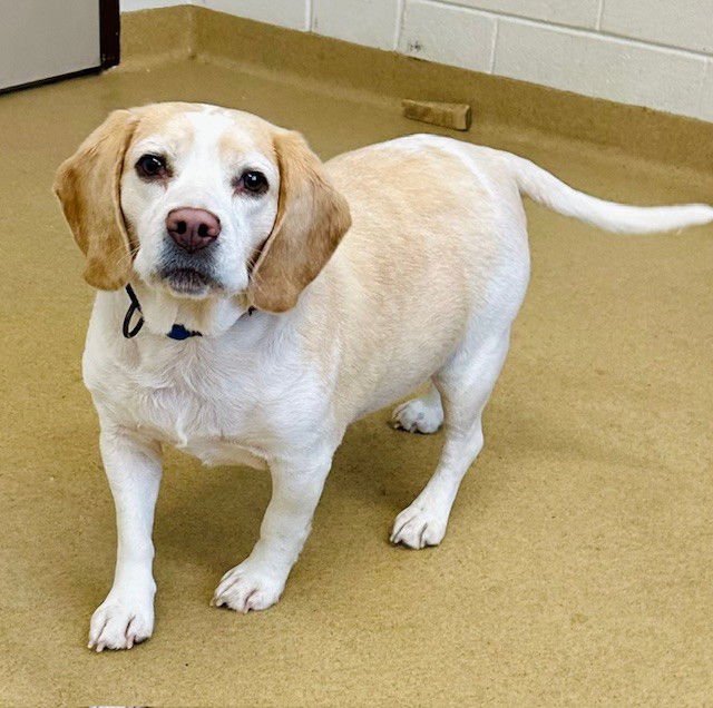 *DROOPY - Beagle available for adoption