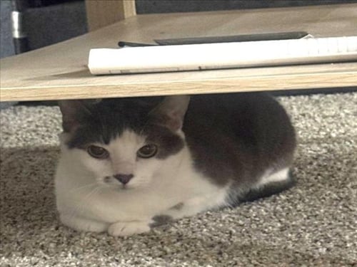 *CECILIA - Domestic Short Hair available for adoption
