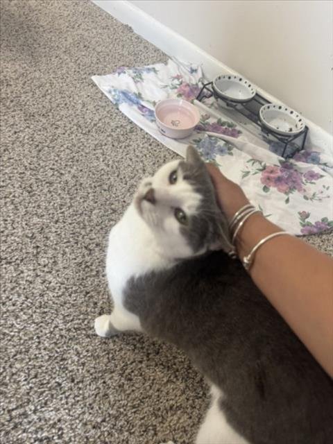 *CECILIA - Domestic Short Hair available for adoption