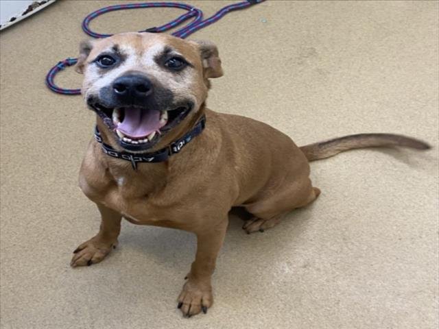 LANDO - Black Mouth Cur available for adoption