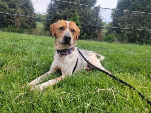 *BART - Bluetick Coonhound available for adoption