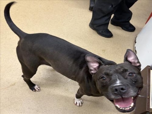 *SARAH JESSICA BARKER - American Pit Bull Terrier available for adoption