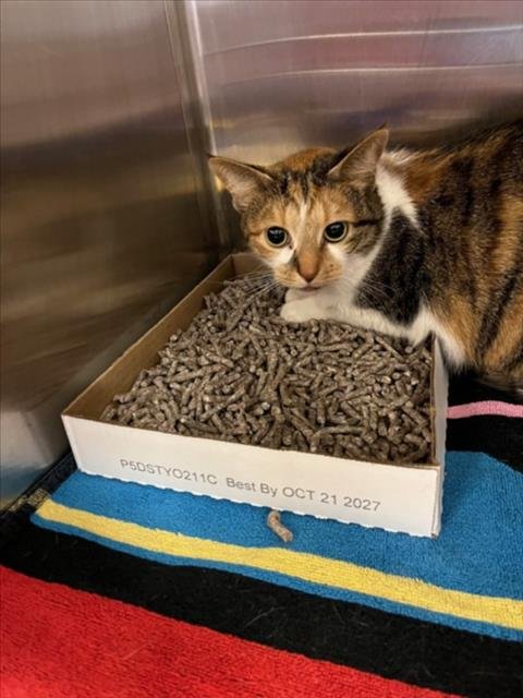 SERRANO - Domestic Short Hair available for adoption