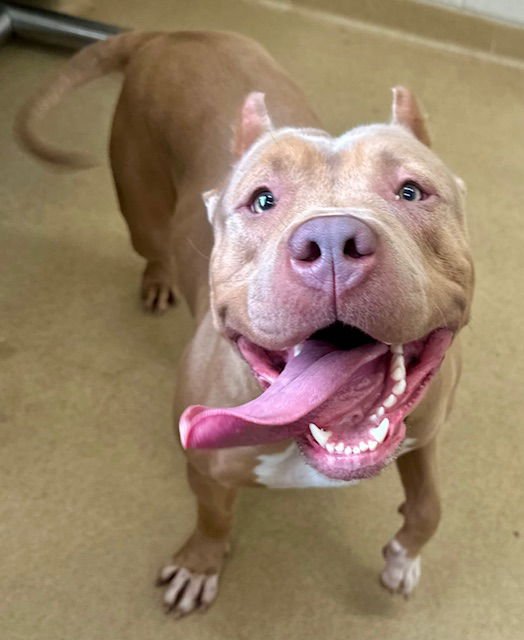 KHALESSI - American Bulldog available for adoption