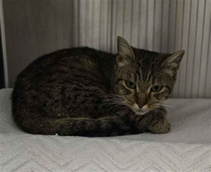 *NESSA - Domestic Short Hair available for adoption