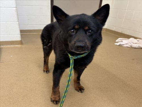 NERON - Australian Kelpie available for adoption