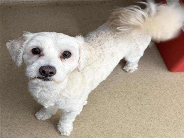 CLARK KENT - Lhasa Apso available for adoption