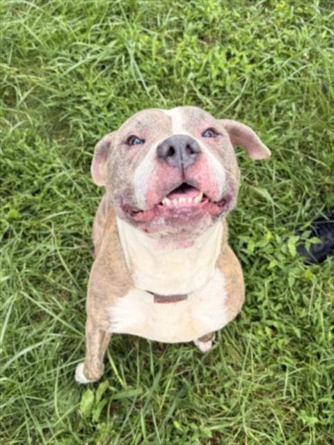 *NINA - American Pit Bull Terrier available for adoption