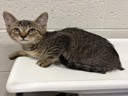 *SUE BIRD - Domestic Short Hair available for adoption