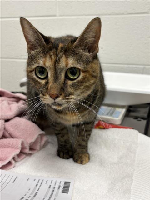 FIONA - Domestic Short Hair available for adoption