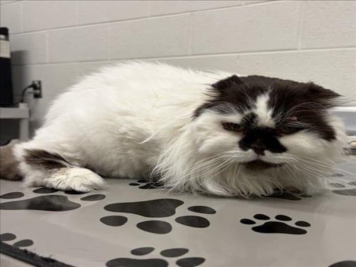 GRYFF - Himalayan / Persian available for adoption