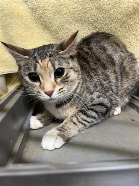 *SAUCERS - Domestic Short Hair available for adoption