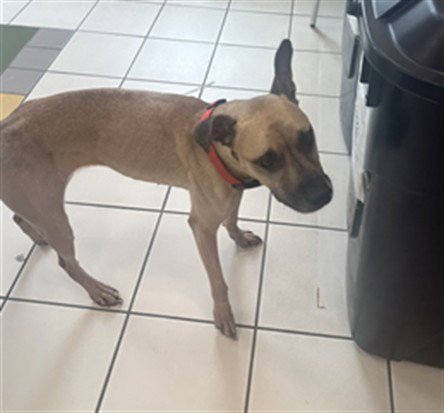 *GEORGIA - Boxer available for adoption