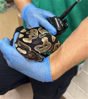 *TYSON - Python available for adoption
