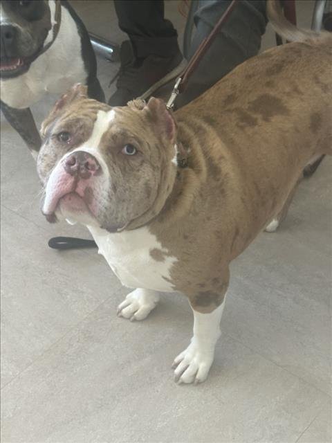 CELESTE - American Pit Bull Terrier available for adoption