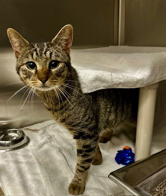 *ST. CATRICK - Domestic Short Hair available for adoption