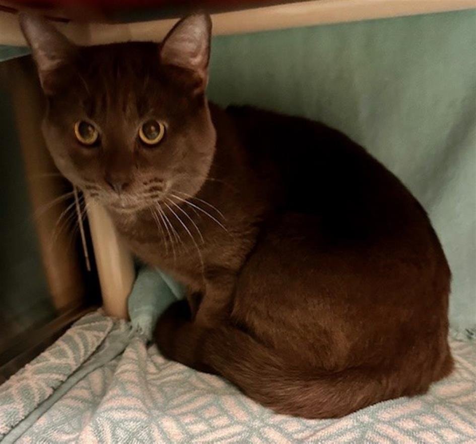 INDINGO - Domestic Short Hair available for adoption