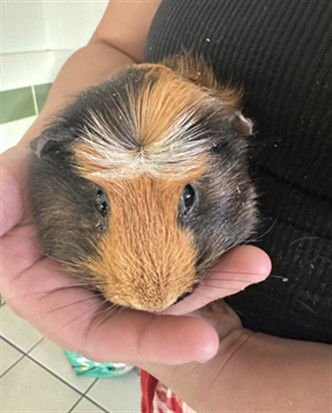 ANNA - Guinea Pig available for adoption