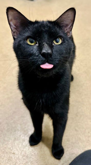 CASHMERE - Domestic Short Hair available for adoption