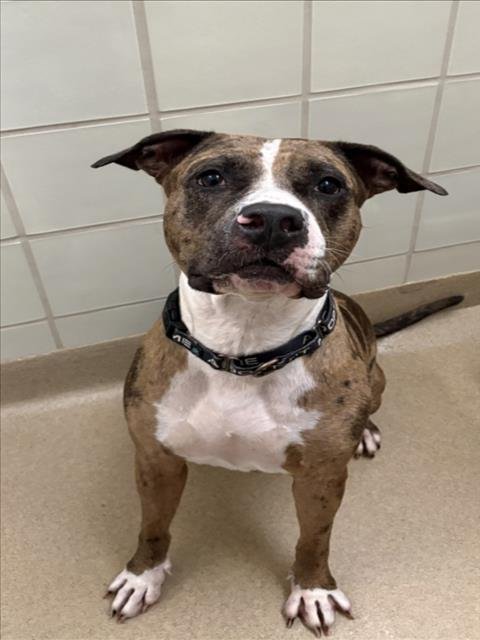 CHAMPAGNE - American Bulldog available for adoption