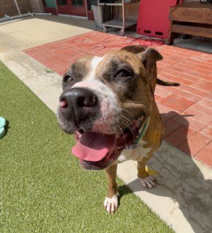 CHAMPAGNE - American Bulldog available for adoption