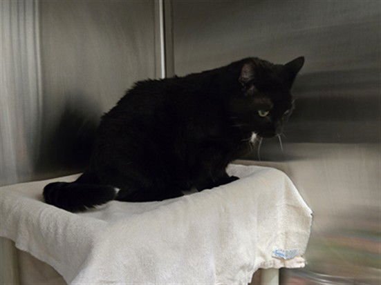 NAVARRO - Domestic Short Hair available for adoption