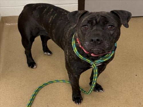 TRICKS - Staffordshire Bull Terrier available for adoption
