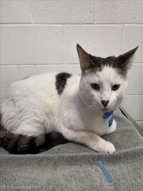 ELOISE - Domestic Short Hair available for adoption