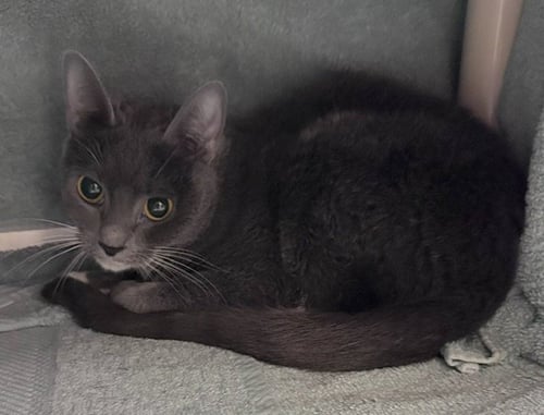 *BLUE MOON - Domestic Short Hair available for adoption