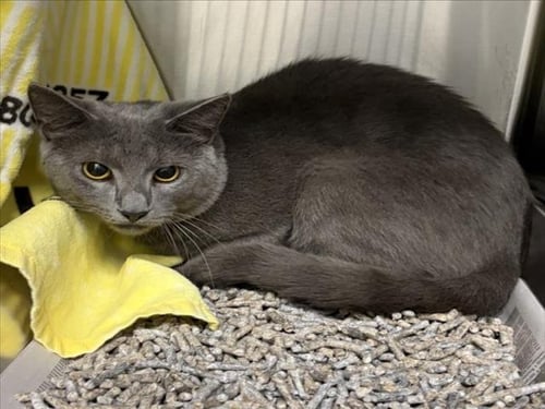 *QUARTZ - Domestic Short Hair available for adoption